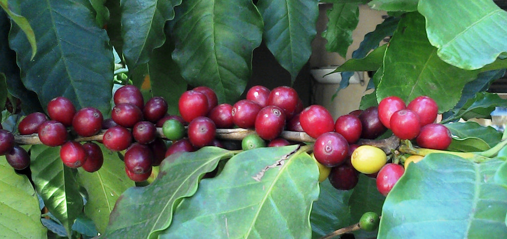 Ripe coffee beans