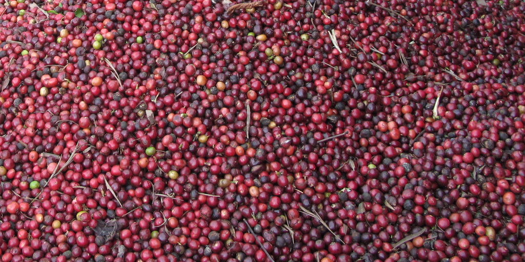 Coffee beans - coffee cherries