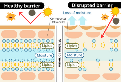 How the skin barrier works - stratum corneum structure - LXMI