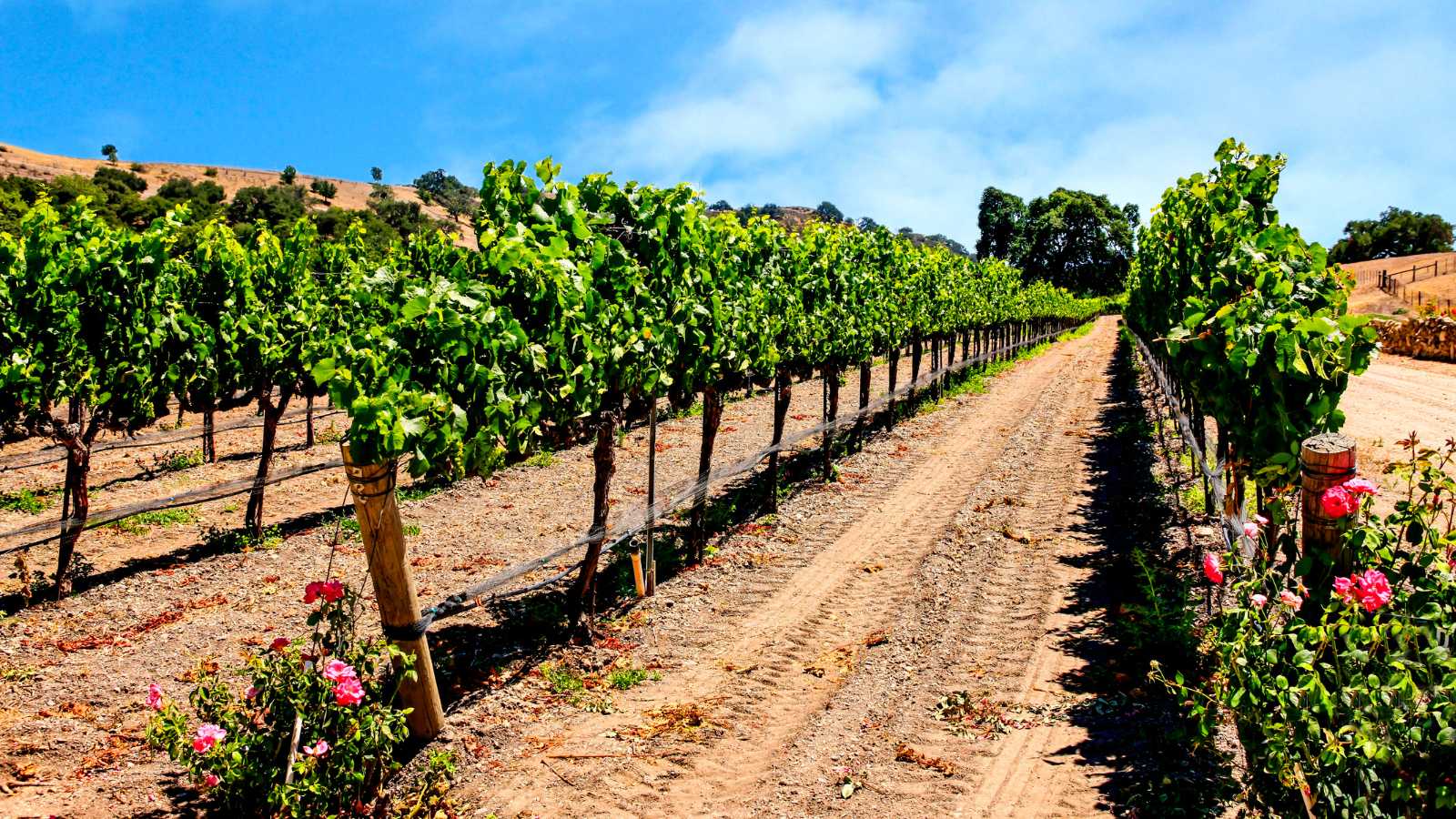 viñedo de uva chardonnay en usa