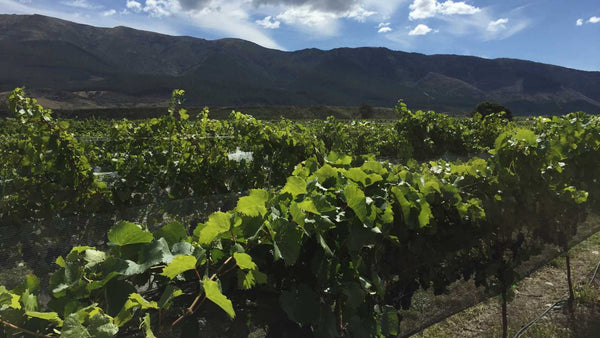 viñedo de sauvignon blanc en marlbourugh new zealand