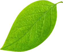 Leaf_1