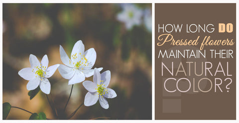 How long do pressed flowers maintain their natural color?