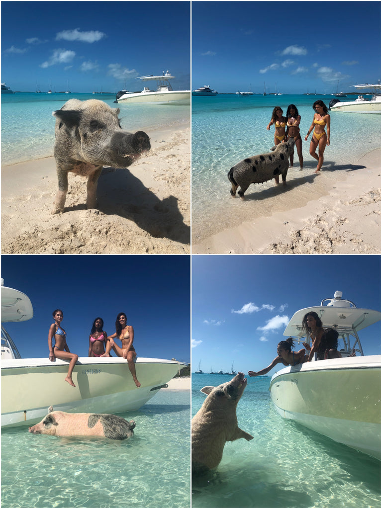 Lounge Swim | Pig Island