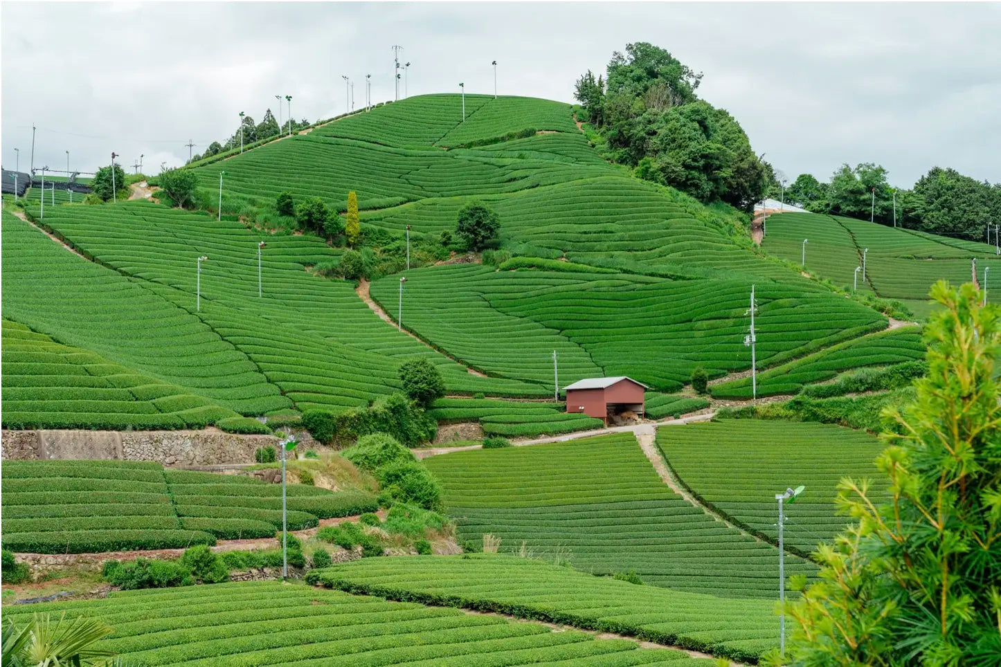 uji kyoto matcha cérémonie