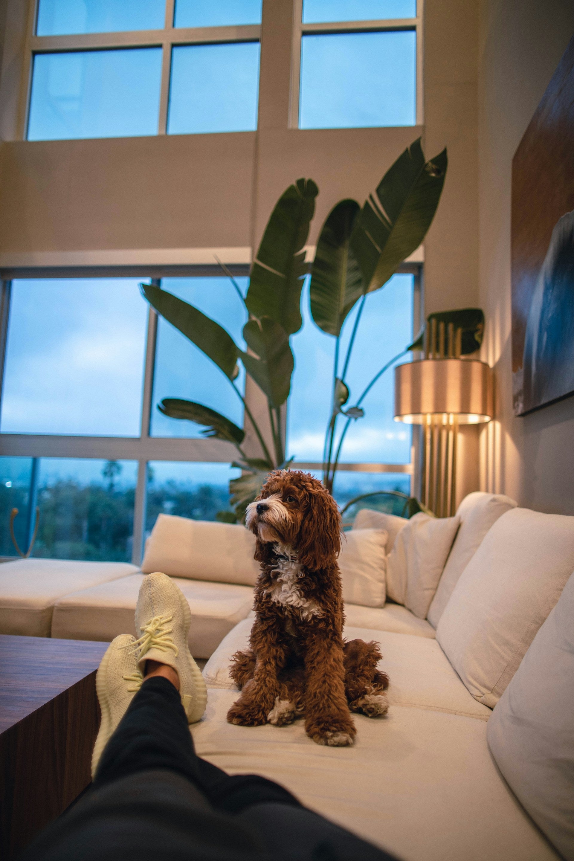 Tips for Choosing Kid- and Pet-Friendly Sofas
