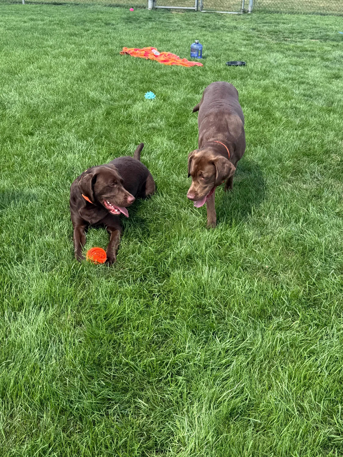 Gus and Roman”s  play date 