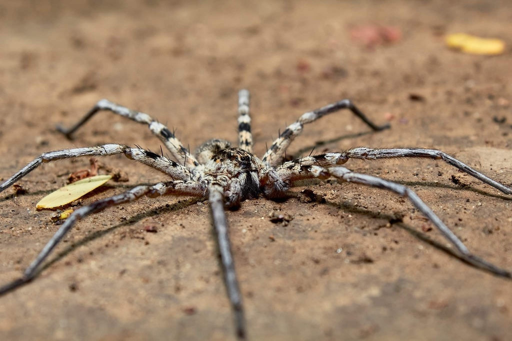 Araignée Viridasius adulte en captivité