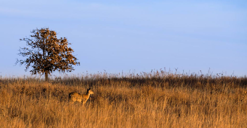 Oklahoma Hunting Seasons Limits and Regulations