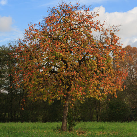 american persimmon tree