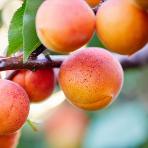 apricot trees hardy tree