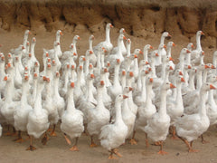 Hungarian Geese