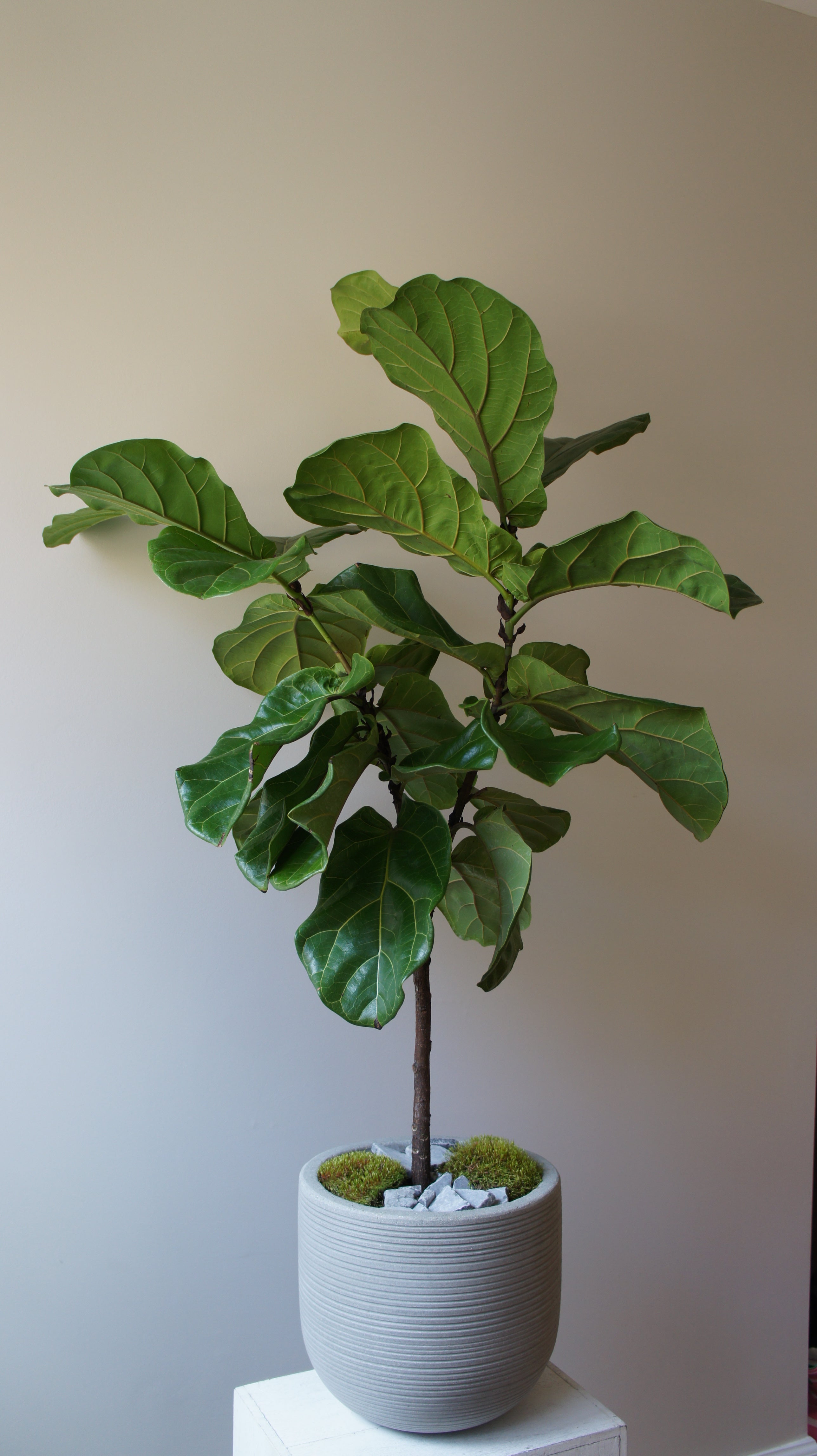 fiddle leaf fig tree