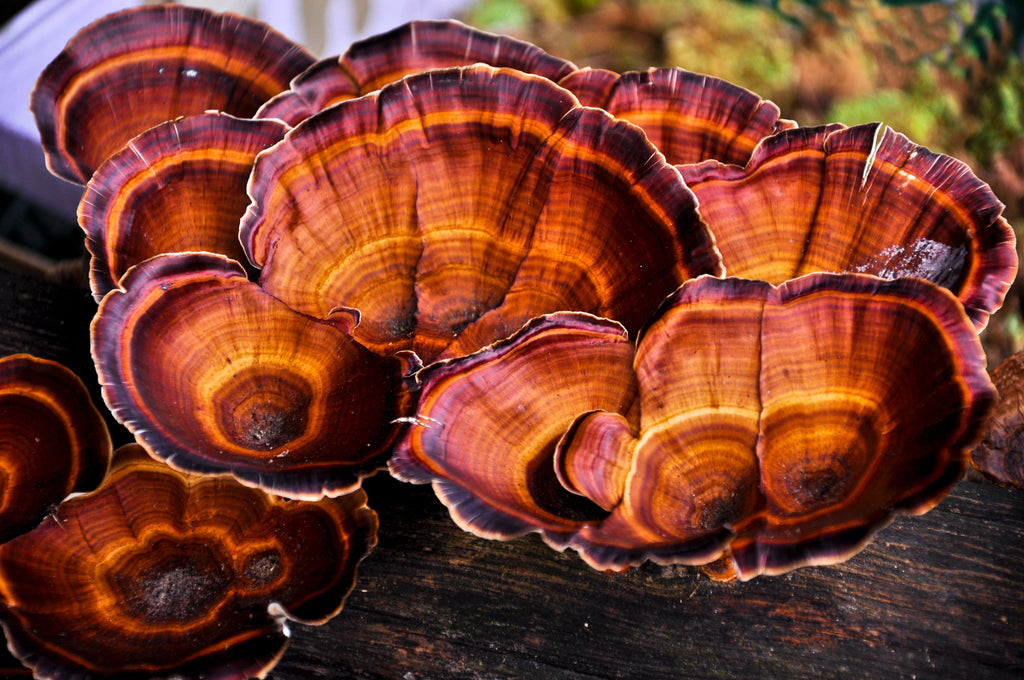 Reishi