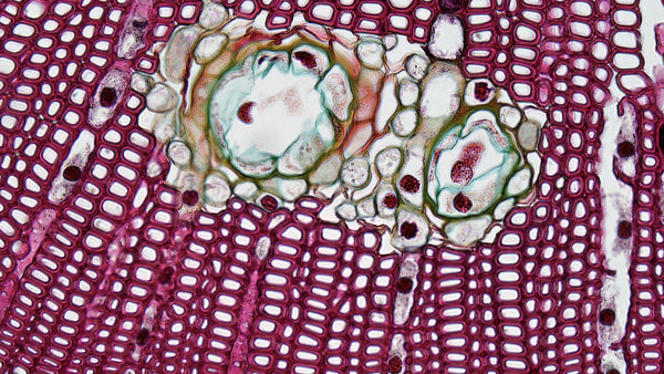 maroon-green-white-illustration-of-cells