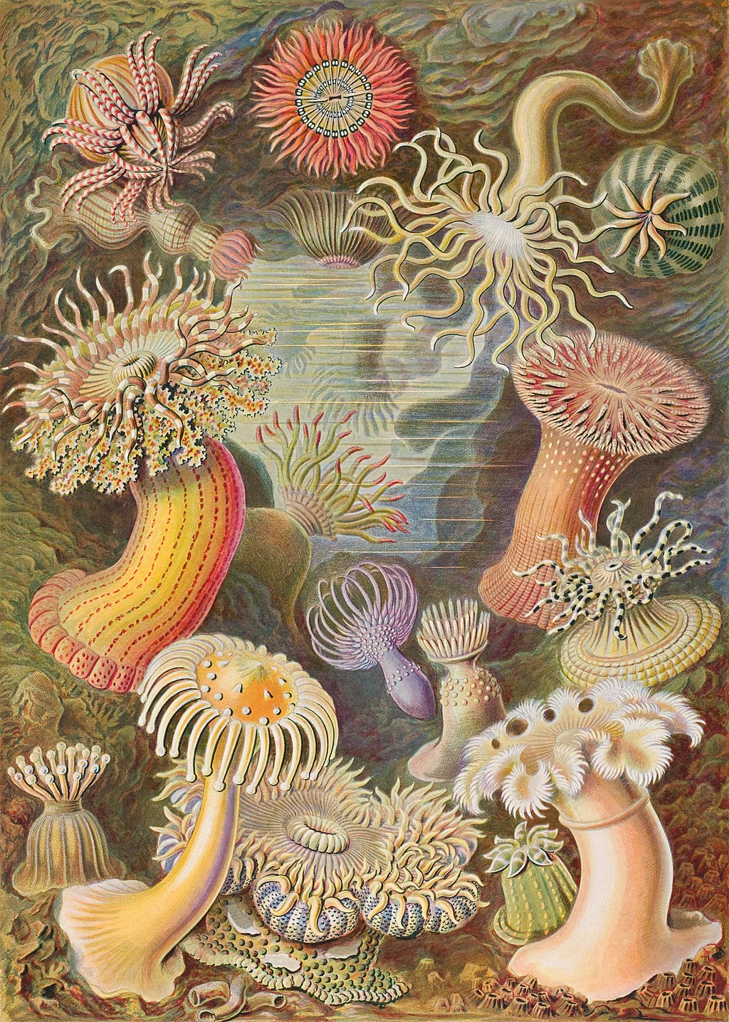 Ernst Haeckel 1904 年的 Kunstformen der Natur 中的第 49 个图版，展示了分类为 Actiniae 的各种海葵。