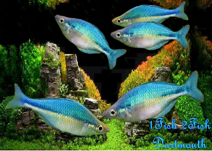 Blue Rainbowfish "Malanotaenia lacustris" – 1 Fish 2 Fish Dartmouth