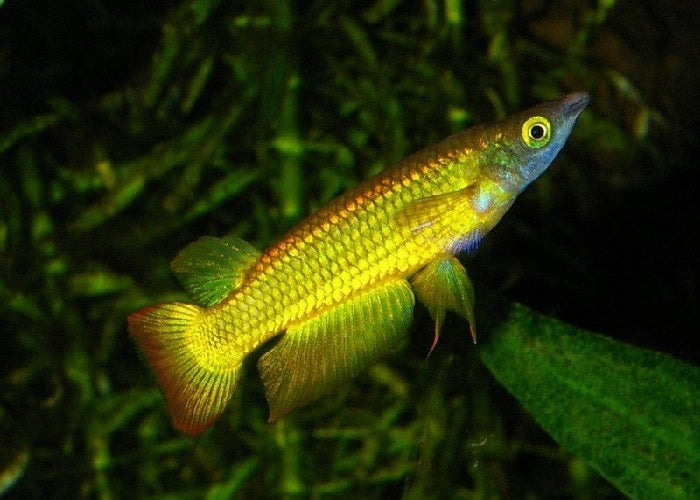 Golden Wonder Panchax "Aplocheilus lineatus" – 1 Fish 2 Fish Dartmouth