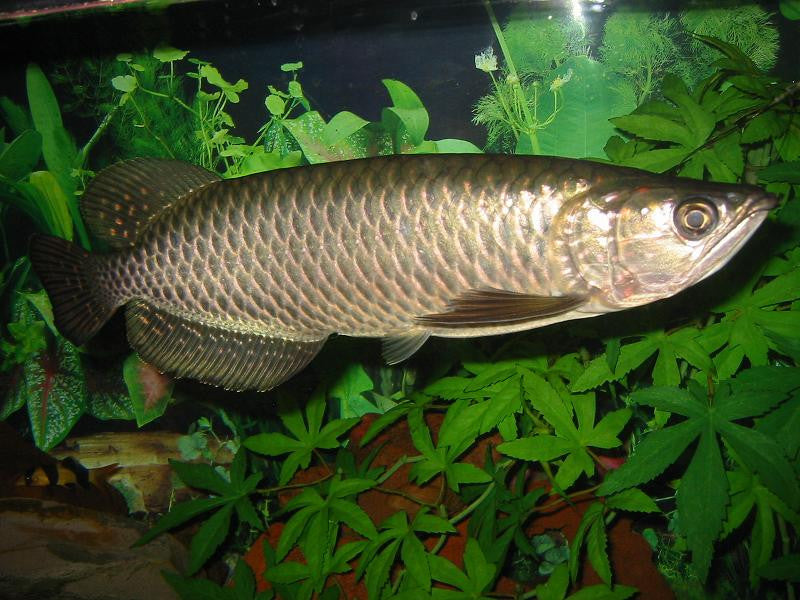 Australian Arowana  Scleropages jardini  1 Fish 2 Fish 