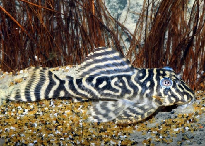 zebra pleco