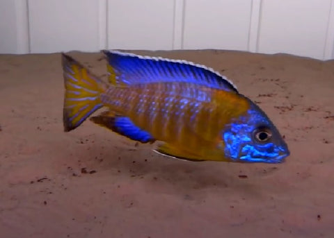 Peacock Cichlids "Aulonocara" - 1 Fish 2 Fish Dartmouth