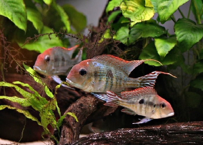 Red Head Tapajos "Geophagus sp."