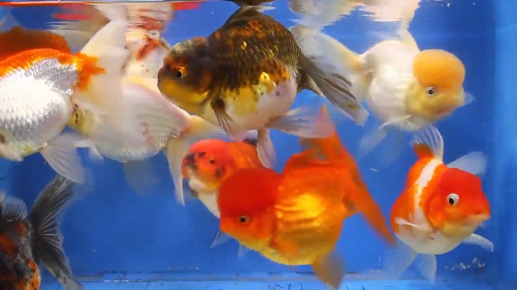 oranda goldfish standard