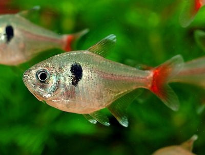 Yellow Phantom Tetra "Hyphessobrycon roseus" – 1 Fish 2 Fish Dartmouth
