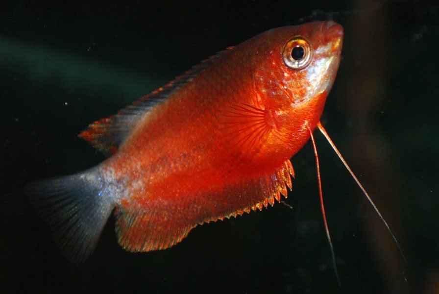 Red Honey Gourami "Colisa sota var" – 1 Fish 2 Fish Dartmouth