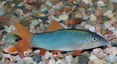 red tail botia "yasuhikotakia modesta" - 1 fish 2 fish