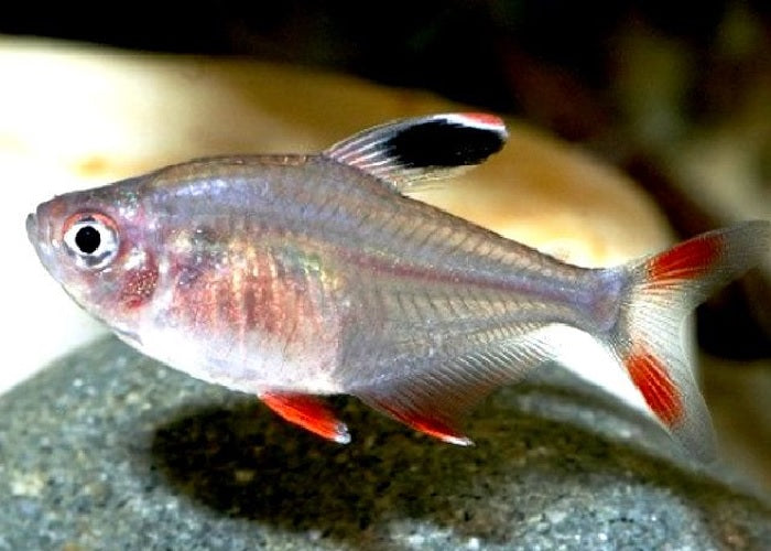 rosy tetra