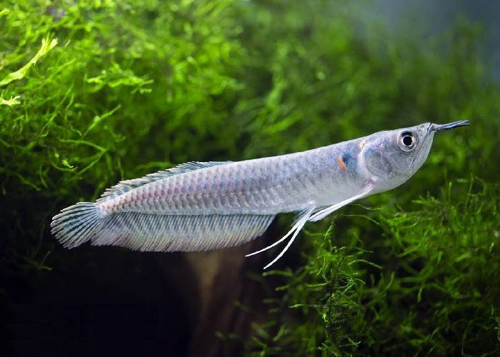 Silver Arowana Osteoglossum bicirrhosum  1 Fish 2 Fish 