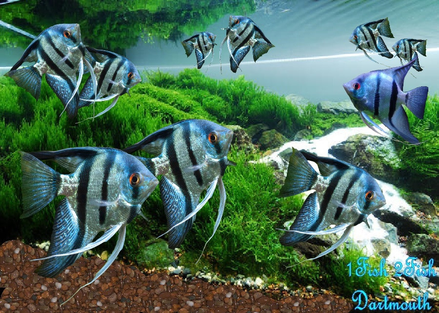 Blue Zebra Angelfish "Pterophyllum Scalare" – 1 Fish 2 Fish Dartmouth