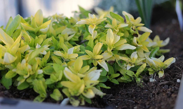 Green leafy plants thrives in soil seed tray
