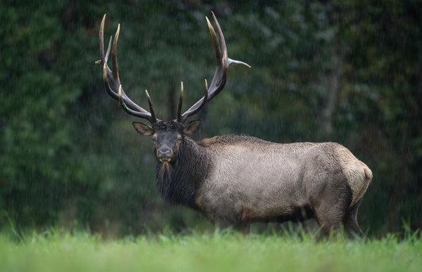 Elk Antlers