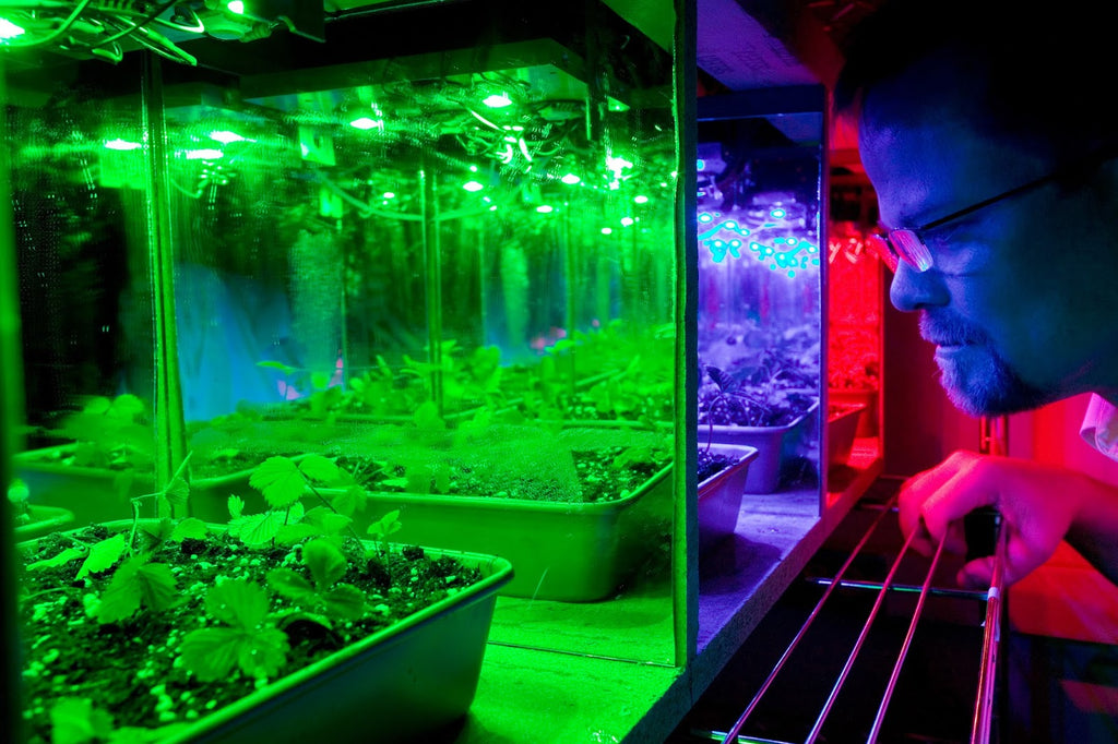 Kevin Folta said growers may eventually be able to synchronize an entire greenhouse of plants to flower at the same time just by flipping a switch for LED lights. 