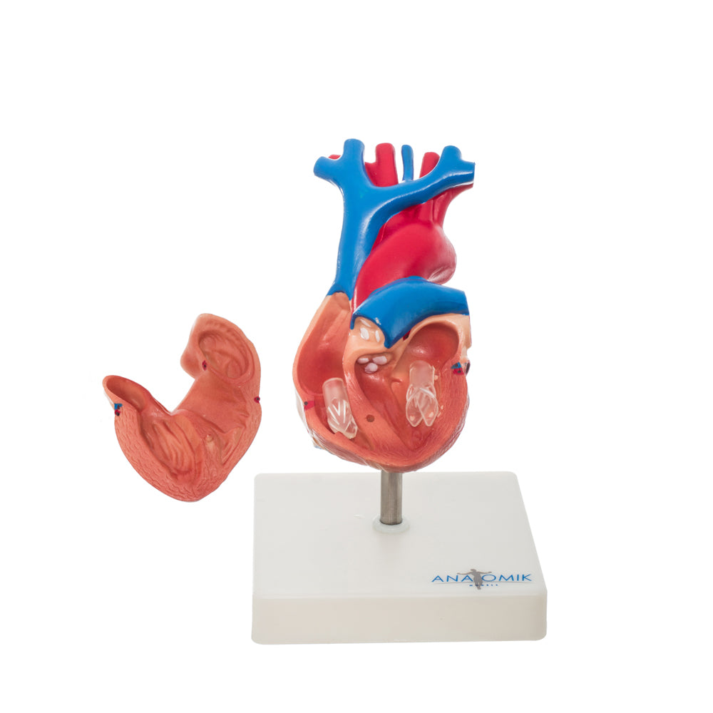 Modelo Anatomico de Corazon - Anatomik-Models  - Equipo  medico y de diagnóstico