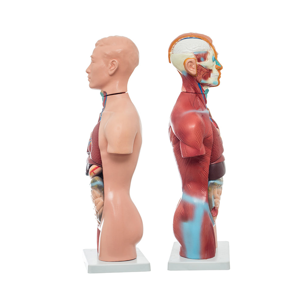 Modelo Anatomico Torso Unisex con 18 piezas - Anatomik-Models |   - Equipo medico y de diagnóstico