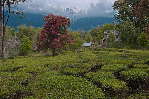 7 Scenic and Little-Known Tea Towns of India