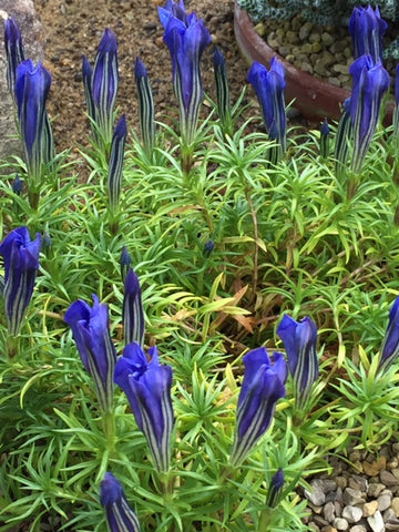 Blue flowers outside