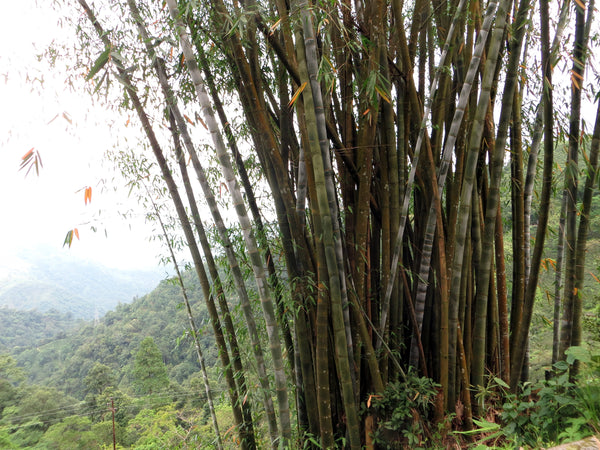 Bamboo trees at Makaibari