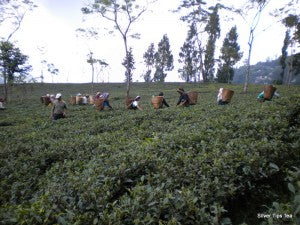 plucking leaves at Makaibari