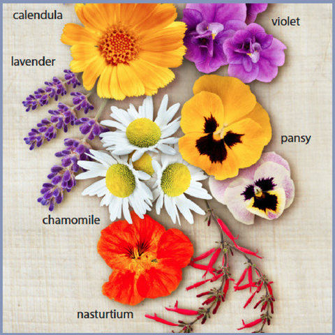 Edible Flower Chart - Silver Tips Tea Blog