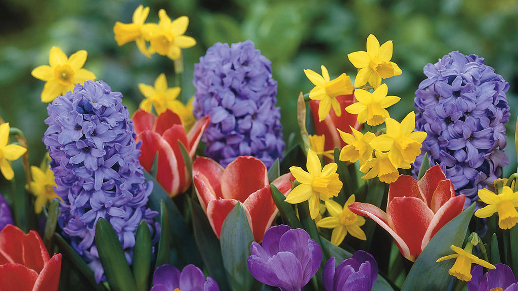 Spring - Flowers, Sunshine & Allergies! | Silver Tips Tea Blog