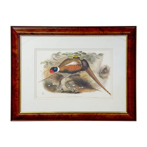John Gould & Henry Constantine Richter Birds of England Pheasant Print - Atlas Showroom