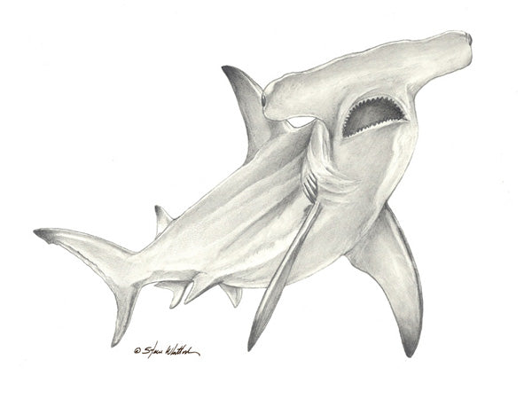 Pencil Art - Hammerhead Shark - Steve Whitlock Game Fish Art – Steve ...