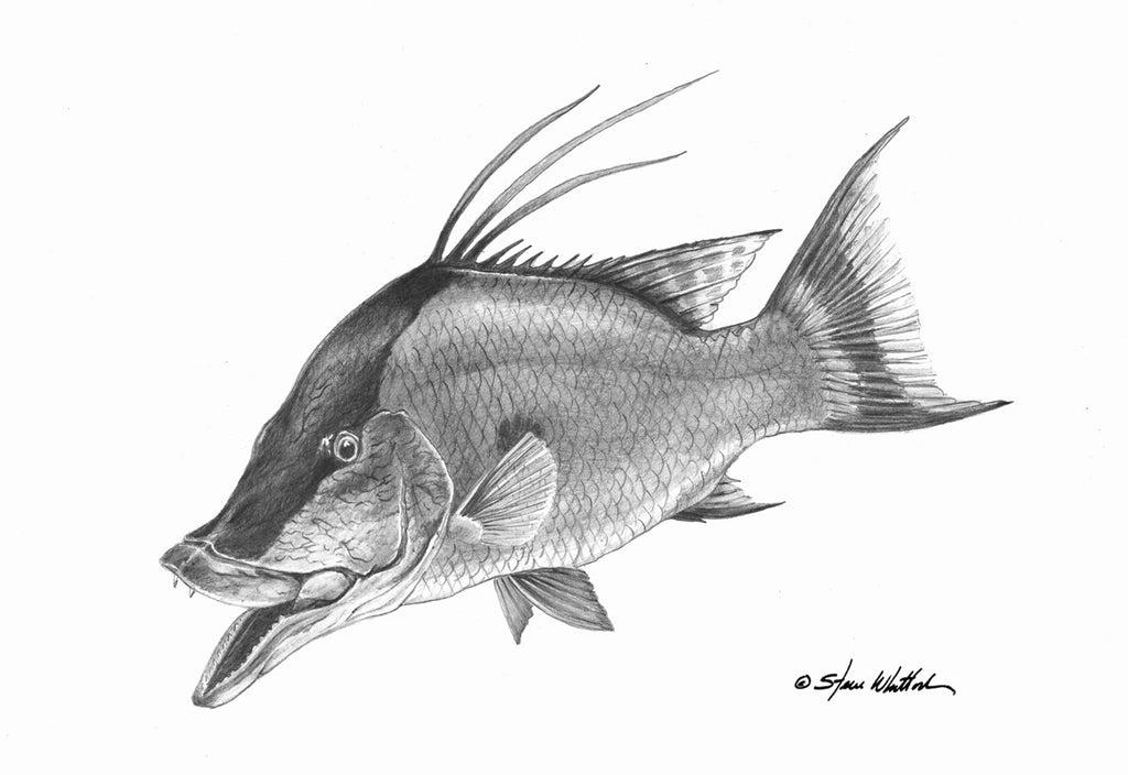 Pencil Art Hogfish Steve Whitlock Game Fish Art Steve Whitlock