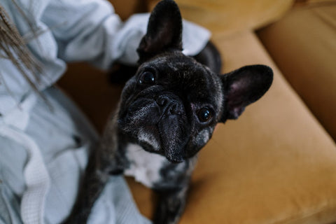 brindle french bulldog sitting on a couch 