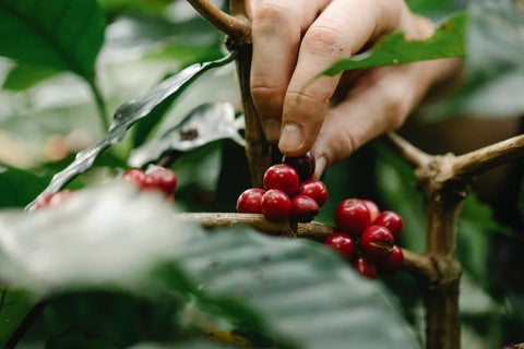 coffee cherries being picked off a coffee plant