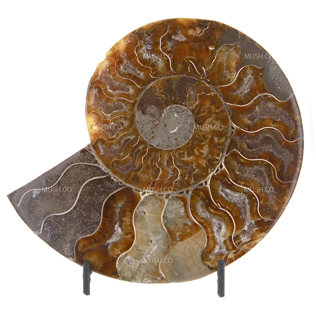 Ammonite Fossil Sculpture with Stand Hollywood